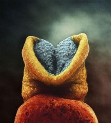 22-й день розвитку ембріона. Сіра речовина — це майбутній головний мозок