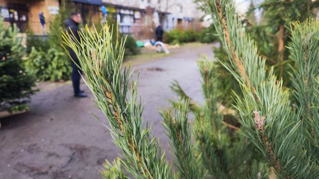 У Луцьку перевірили законність продажу ялинок, знайшли порушення. ФОТО, ВІДЕО