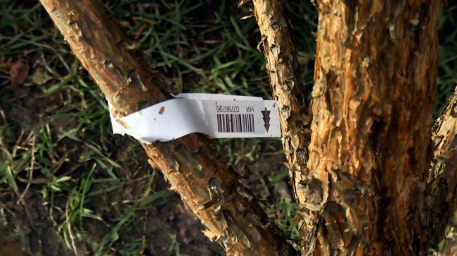 У Луцьку перевірили законність продажу ялинок, знайшли порушення. ФОТО, ВІДЕО