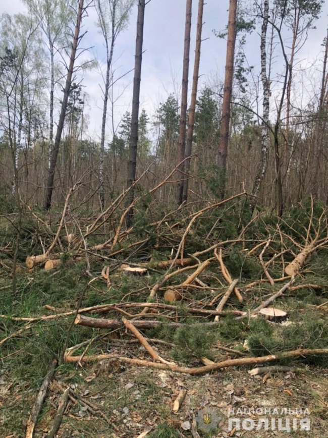 На Волині затримали вантажівку «напаковану» краденими колодами. ФОТО