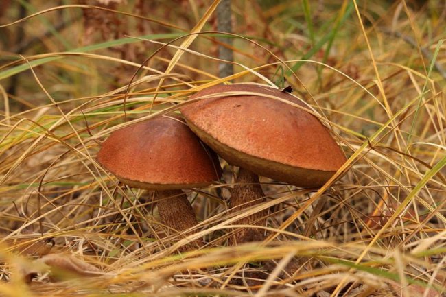 Волинський фотограф показав «впольовані» грибочки