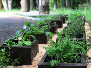 У Воротневі висадили алейку лікарських рослин. ФОТО