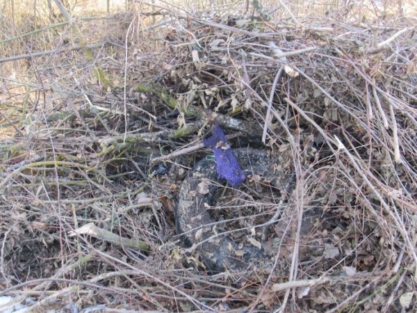 На Волині невідомі викидають відходи деревини