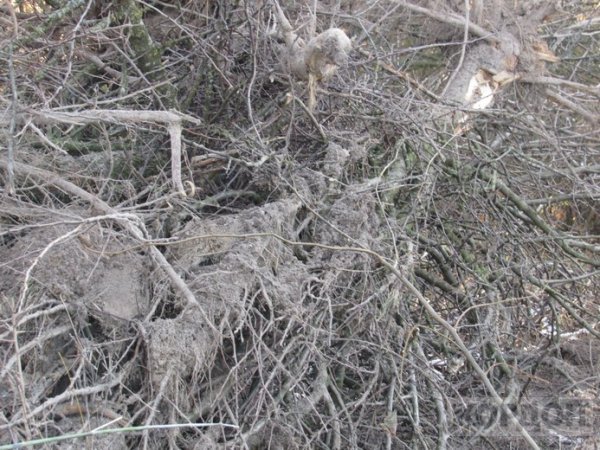 На Волині невідомі викидають відходи деревини