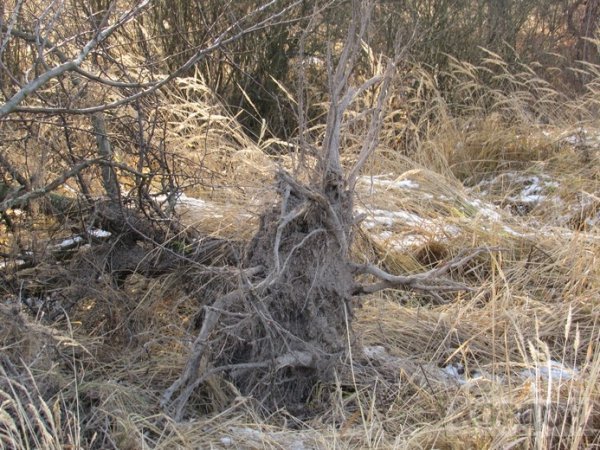 На Волині невідомі викидають відходи деревини