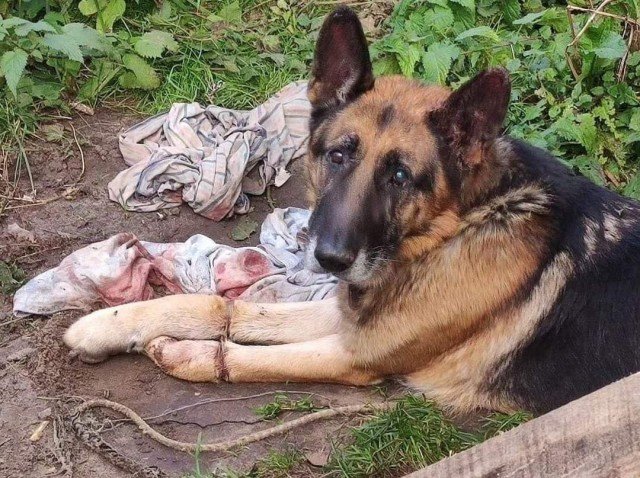 Жінка на Волині закатувала до смерті німецьку вівчарку