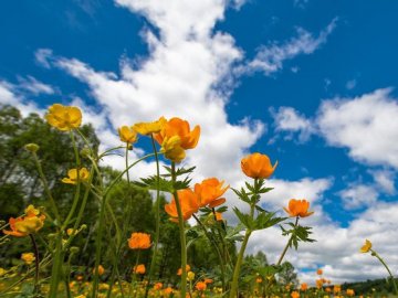 Погода на завтра, 15 червня, у Луцьку