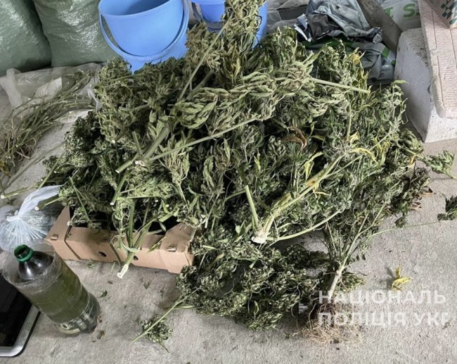 Заробляли мільйони: на Волині ліквідували злочинну схему з вирощування та збуту канабісу
