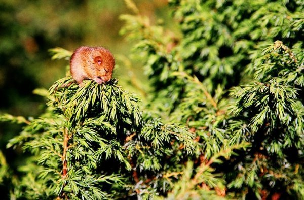 Фотовиставка Тараса Цибуха