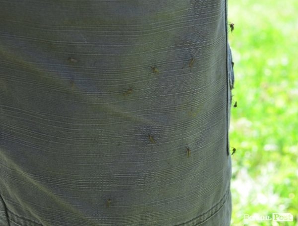 Дві сотні юнаків і дівчат «зникли» у волинських лісах на три дні. ФОТО. ВІДЕО