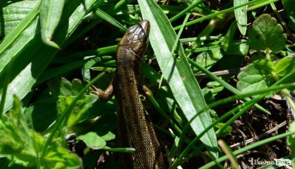 Дві сотні юнаків і дівчат «зникли» у волинських лісах на три дні. ФОТО. ВІДЕО