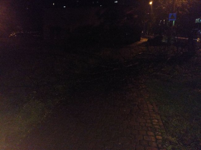 У Луцьку буревій зламав дерево. ФОТО