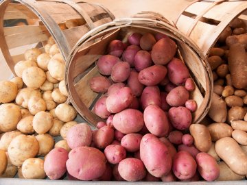 Волинська науковиця розповіла, коли та як правильно збирати картоплю