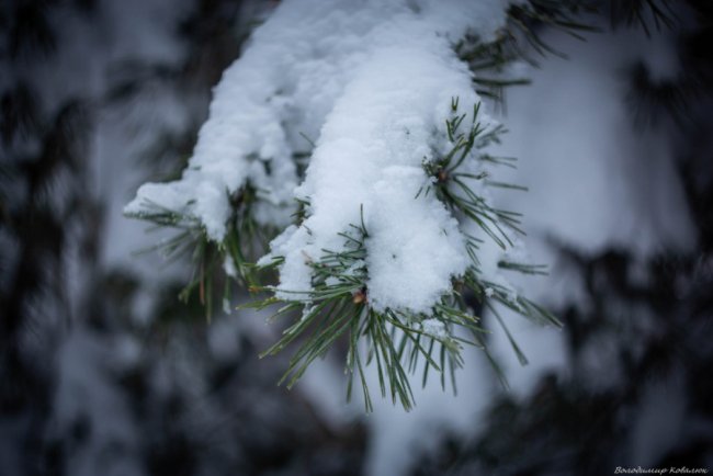 Показали красу зимового волинського лісу: чарівні фото