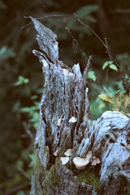 Краса осінніх Карпат в об'єктиві лучанки. ФОТО