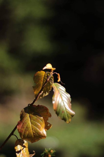 Краса осінніх Карпат в об'єктиві лучанки. ФОТО