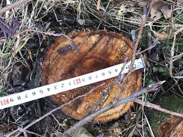 Пара лісорубів на Волині завдали збитків майже на 300 тисяч