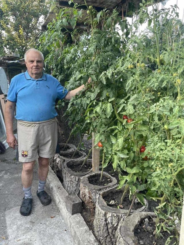 Пенсіонер з Луцька вирощує помідори в пеньочках і підживляє їх салакою. ФОТО