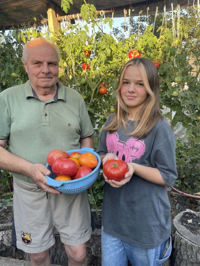 Пенсіонер з Луцька вирощує помідори в пеньочках і підживляє їх салакою. ФОТО