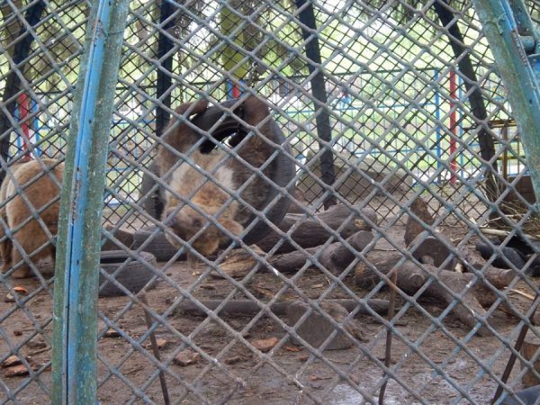 Луцькі «революційні» шини стали забавкою для ведмедів. ФОТО. ВІДЕО