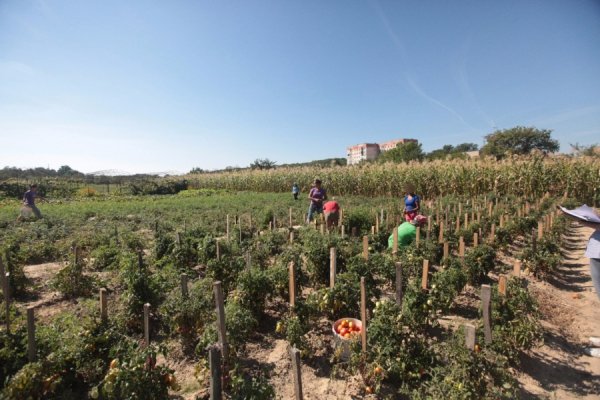 Дітей з мукачівського інтернату використовують як дармову робочу силу. ФОТО