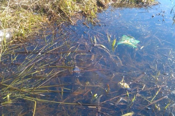 На Волині знайшли синю жабу. ФОТО