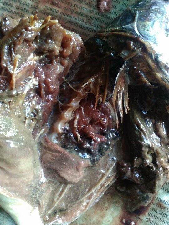 «Ледь квартиру вивітрила»: лучанка поскаржилася на гнилу рибу з супермаркету