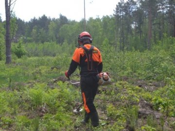 Волинські лісівники розповіли, як потрібно доглядати за саджанцями