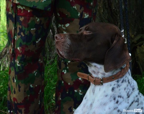 У Луцьку ‒ виставка мисливських собак. ФОТО 