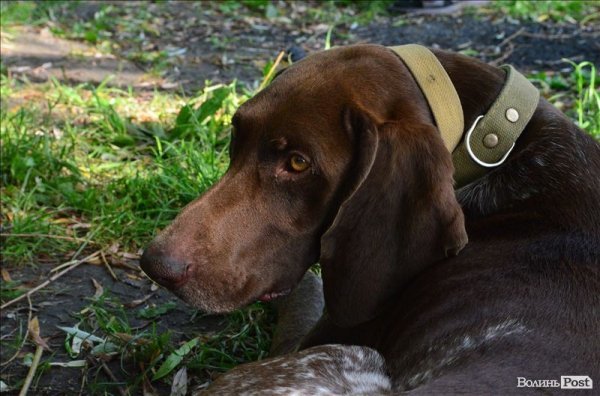 У Луцьку ‒ виставка мисливських собак. ФОТО 