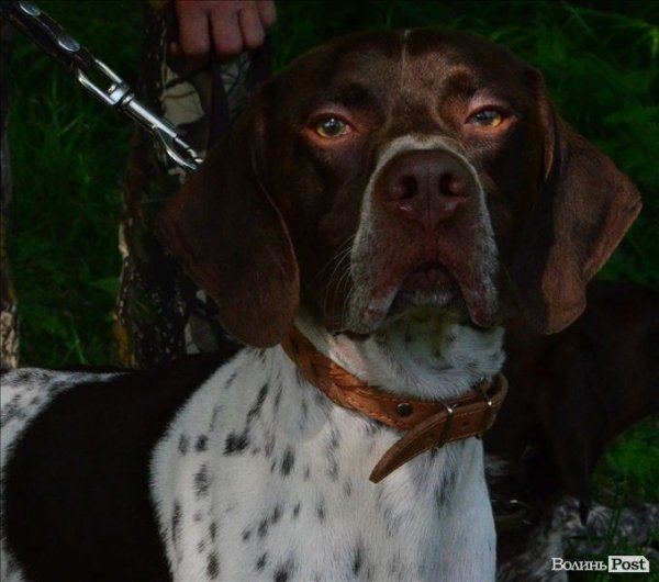 У Луцьку ‒ виставка мисливських собак. ФОТО 