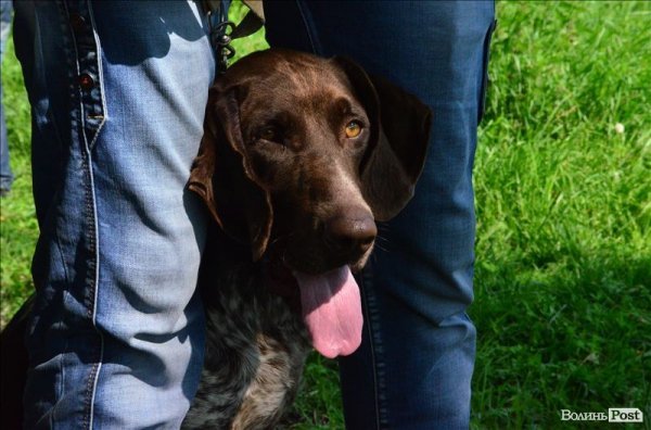 У Луцьку ‒ виставка мисливських собак. ФОТО 