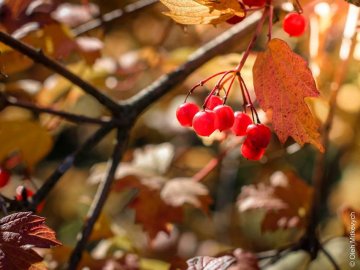 Луцький фотограф показав красу осені