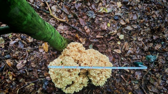 У Нацпарку на Волині знайшли великий червонокнижний їстівний гриб 