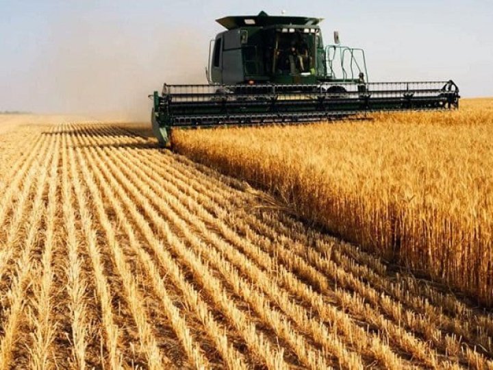 Жнива у розпалі: скільки тонн зерна зібрали на Волині