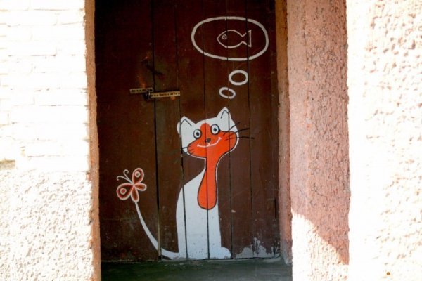 У Луцьку на стінах будинків оселилися кольорові коти. ФОТО