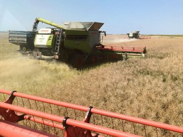 На Волині тривають жнива: аграрії обмолотили 60% площ ріпаку