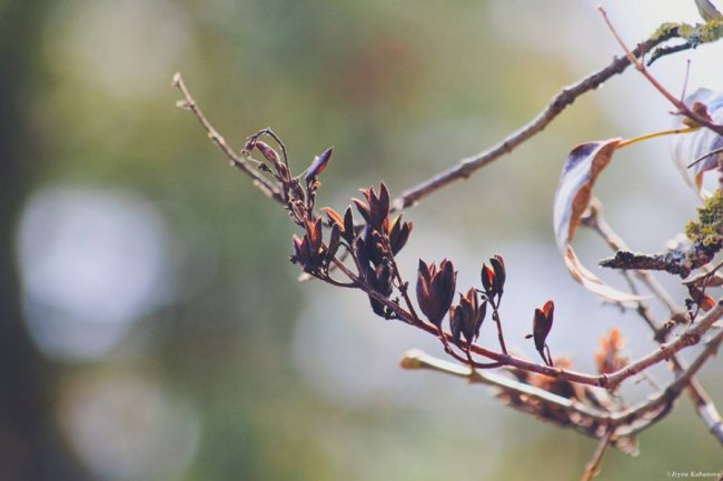 Пора шарфів та теплих розмов за кавою: осінь у Луцьку. ФОТО