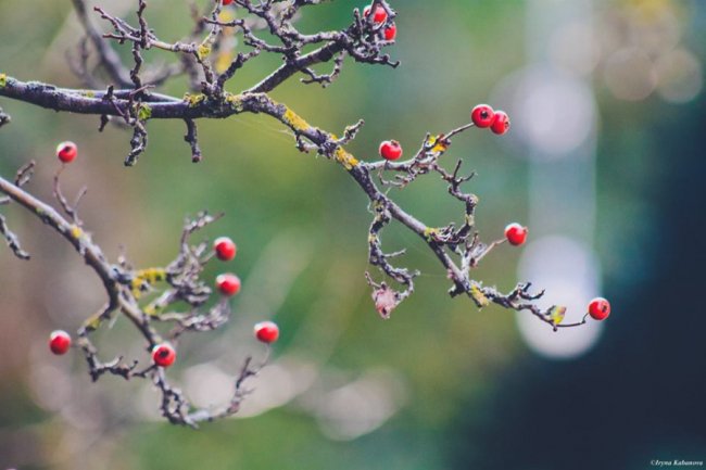 Пора шарфів та теплих розмов за кавою: осінь у Луцьку. ФОТО