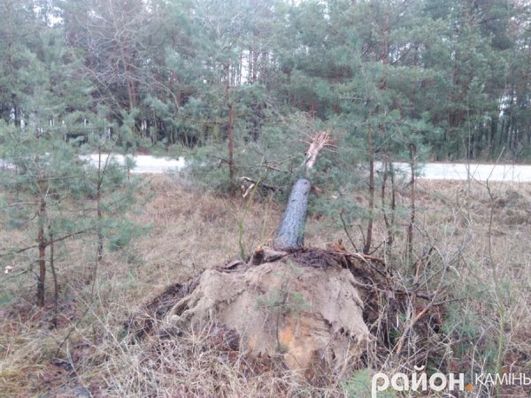 На Волині буревій звалив дерево
