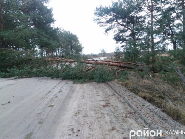 На Волині буревій звалив дерево
