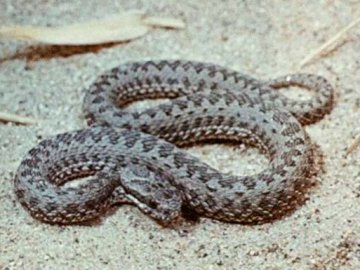 7-річна дівчинка після укусу гадюки потрапила в реанімацію. ВІДЕО