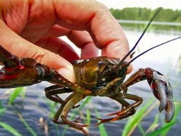 З 20 серпня на Волині діятиме заборона на вилов раків