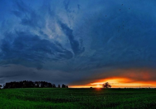 В Україні жнива: чому хліб наших бабусь – найсмачніший. ФОТО