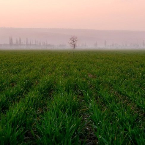 В Україні жнива: чому хліб наших бабусь – найсмачніший. ФОТО