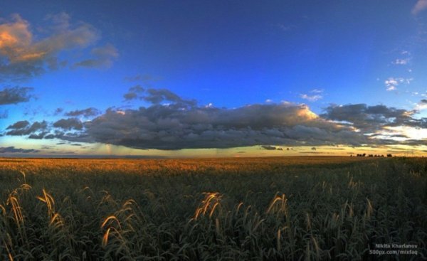 В Україні жнива: чому хліб наших бабусь – найсмачніший. ФОТО