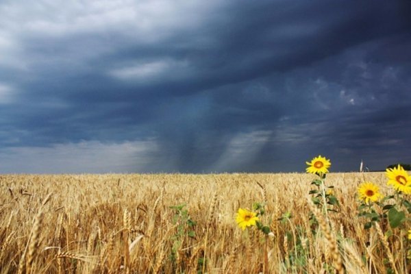 В Україні жнива: чому хліб наших бабусь – найсмачніший. ФОТО