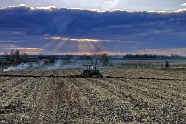 В Україні жнива: чому хліб наших бабусь – найсмачніший. ФОТО