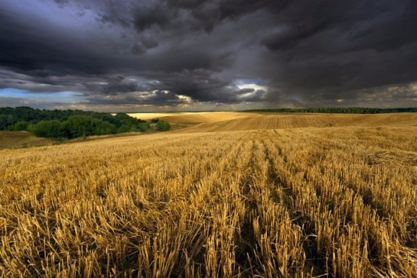 В Україні жнива: чому хліб наших бабусь – найсмачніший. ФОТО