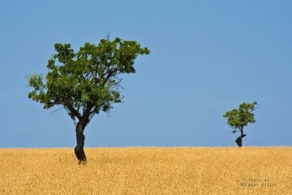 В Україні жнива: чому хліб наших бабусь – найсмачніший. ФОТО